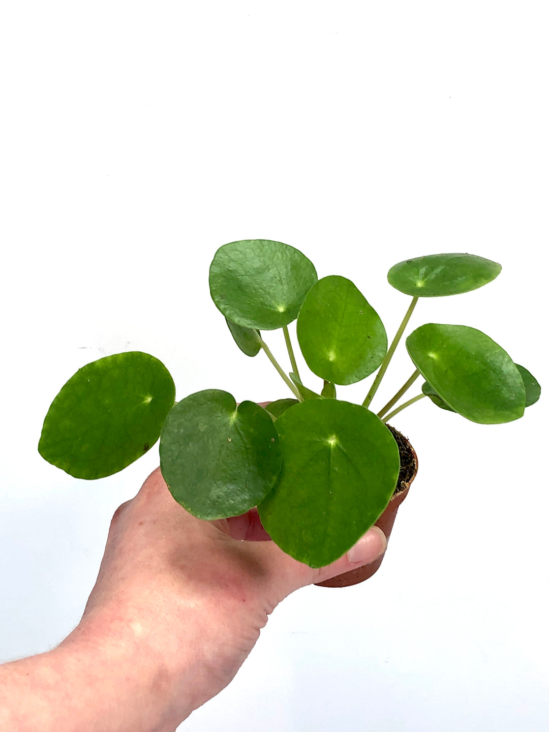 Pilea Peperomoides - Chinese Money Plant