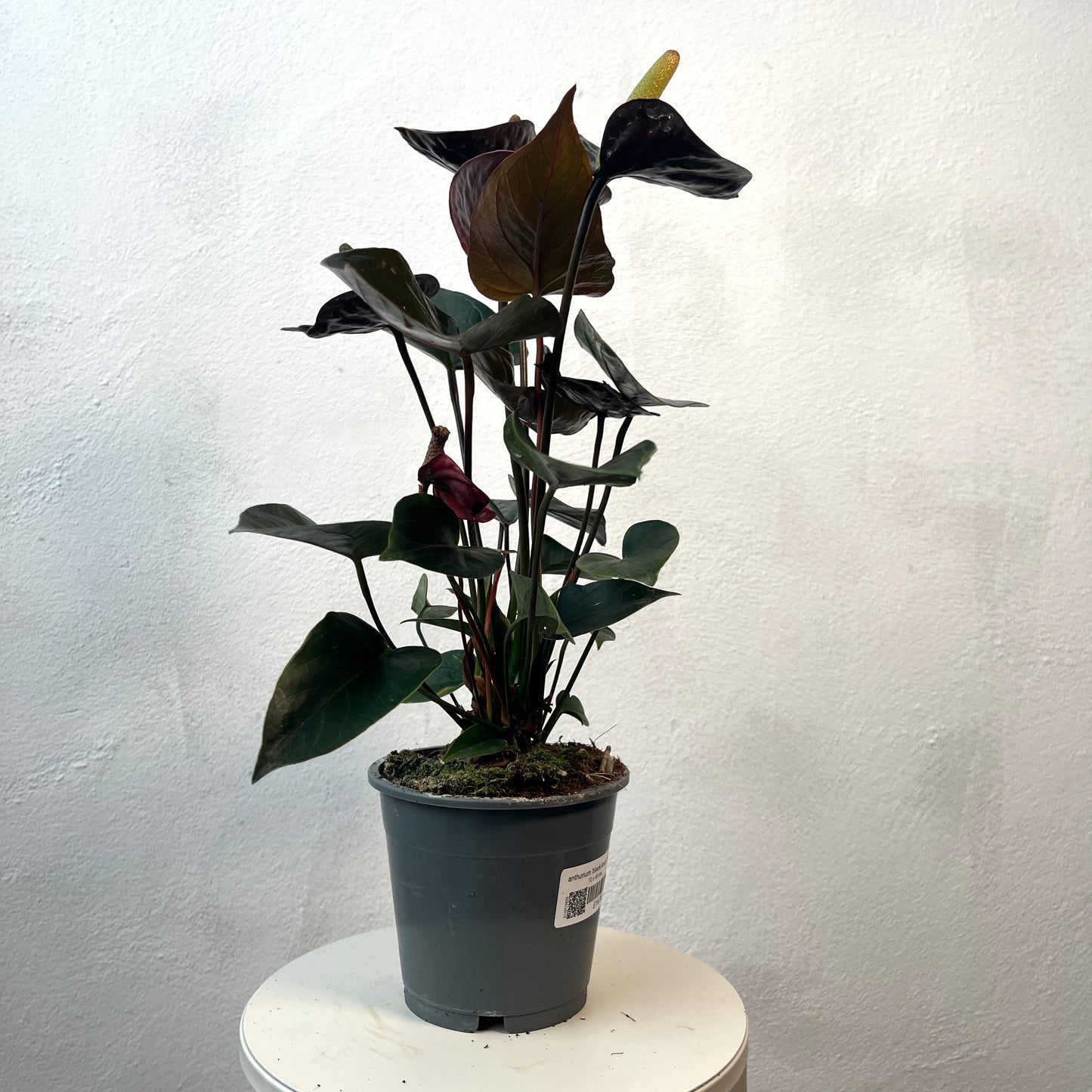 Anthurium 'Black Love' - Black Anthurium - Flamingo Flower