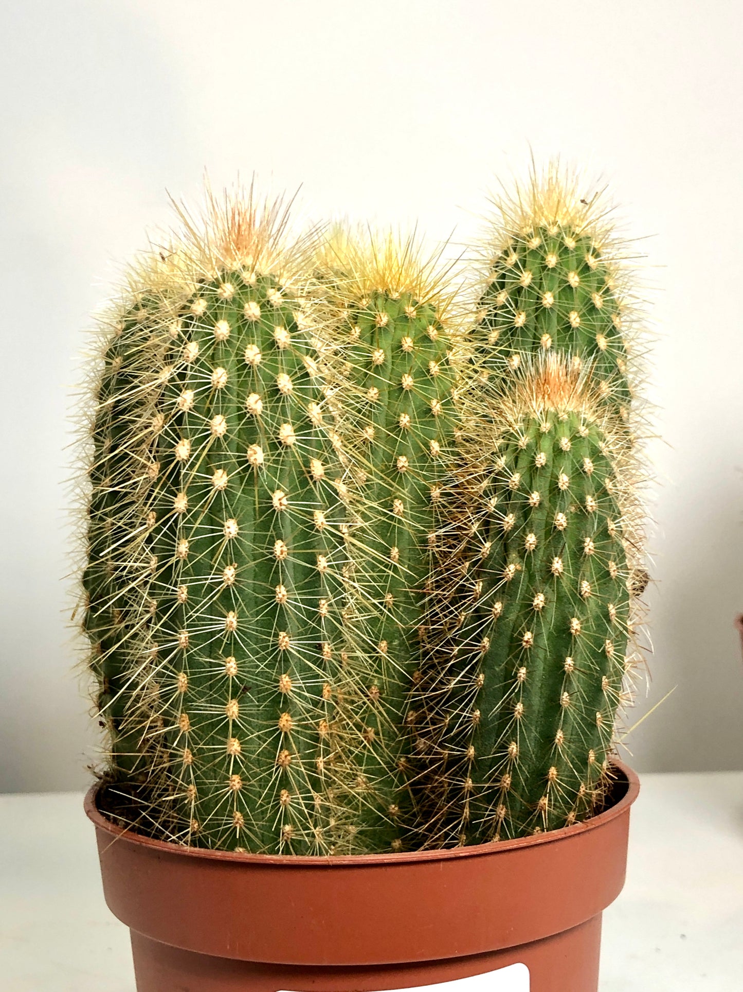 Cereus cacti Mix