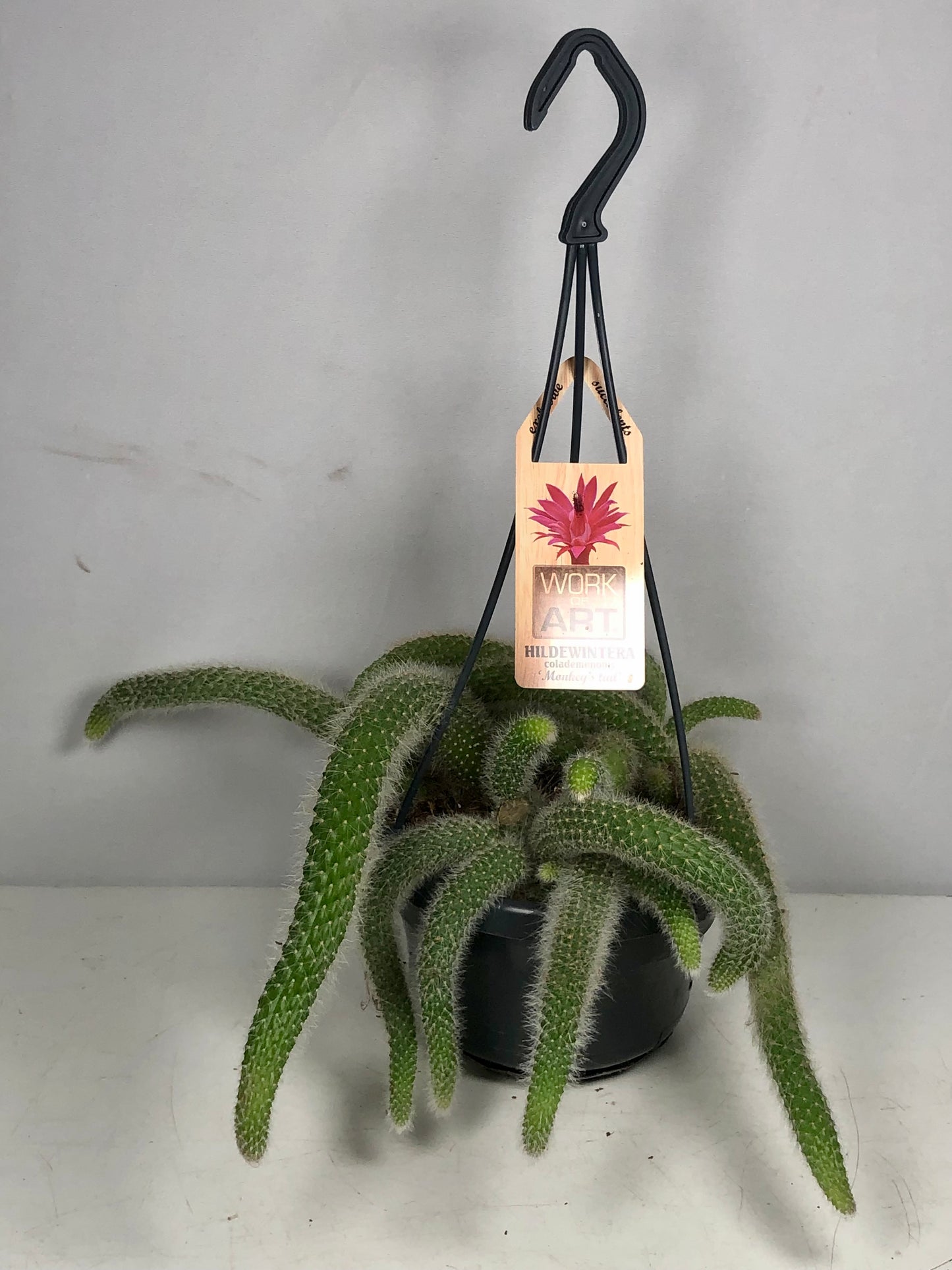 Hildewintera Colademonis or Cleistocactus Colademonis - Monkey tail Cactus