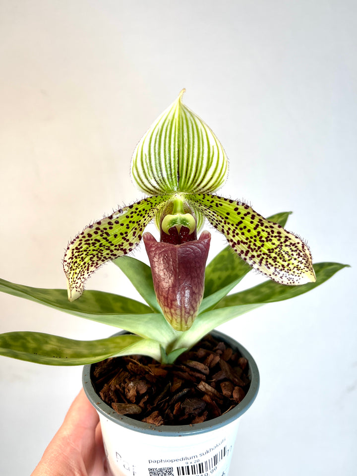 Paphiopedilum sukhakulii - Venus Slipper Orchid