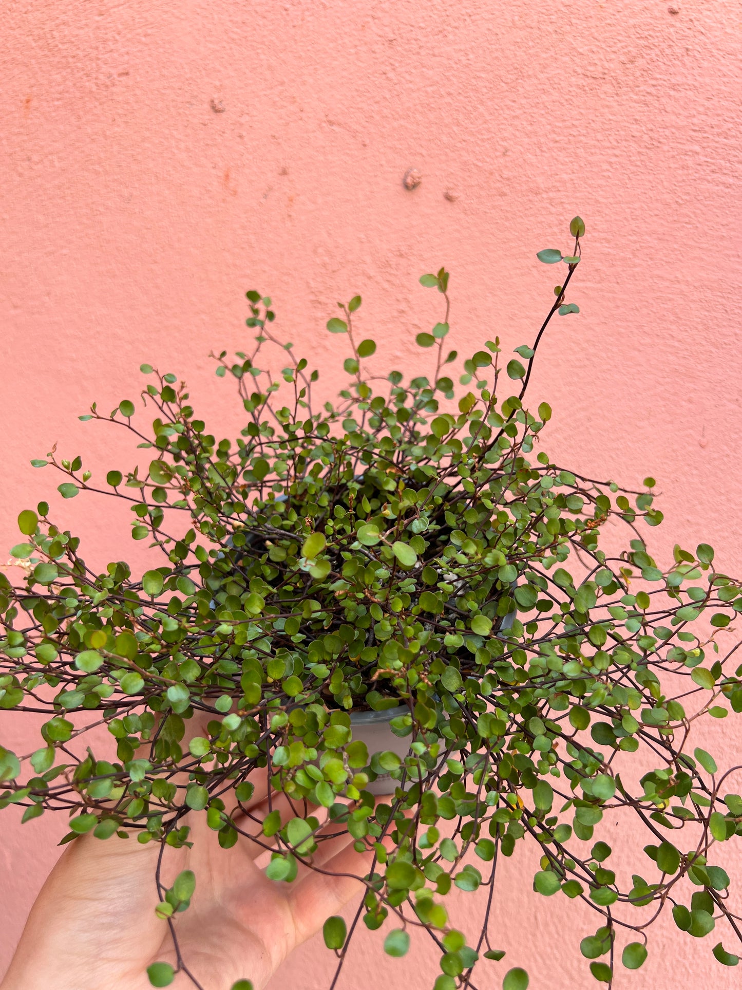 Muehlenbeckia Complexa - maidenhair vine