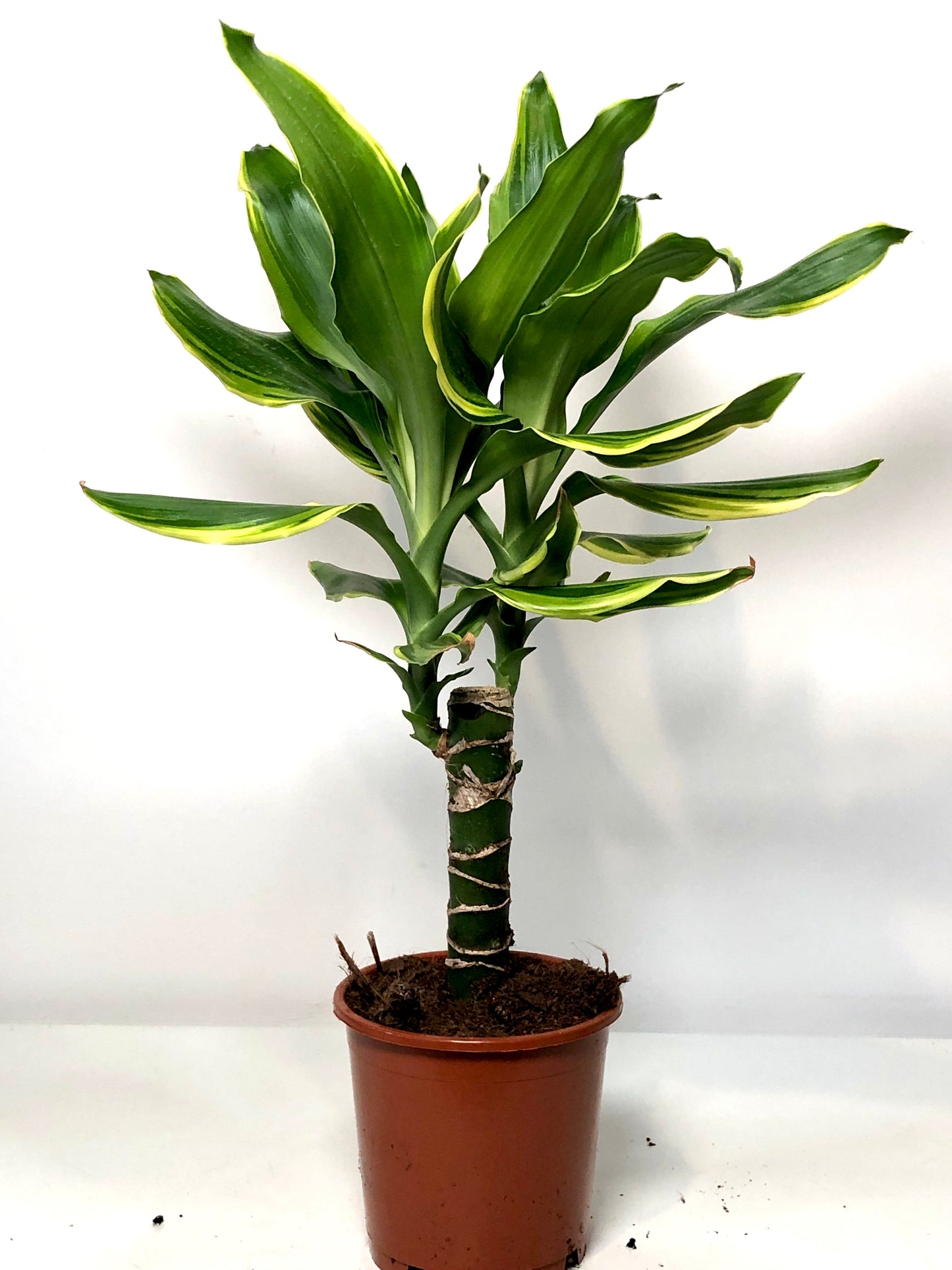 Dracaena Golden Coast