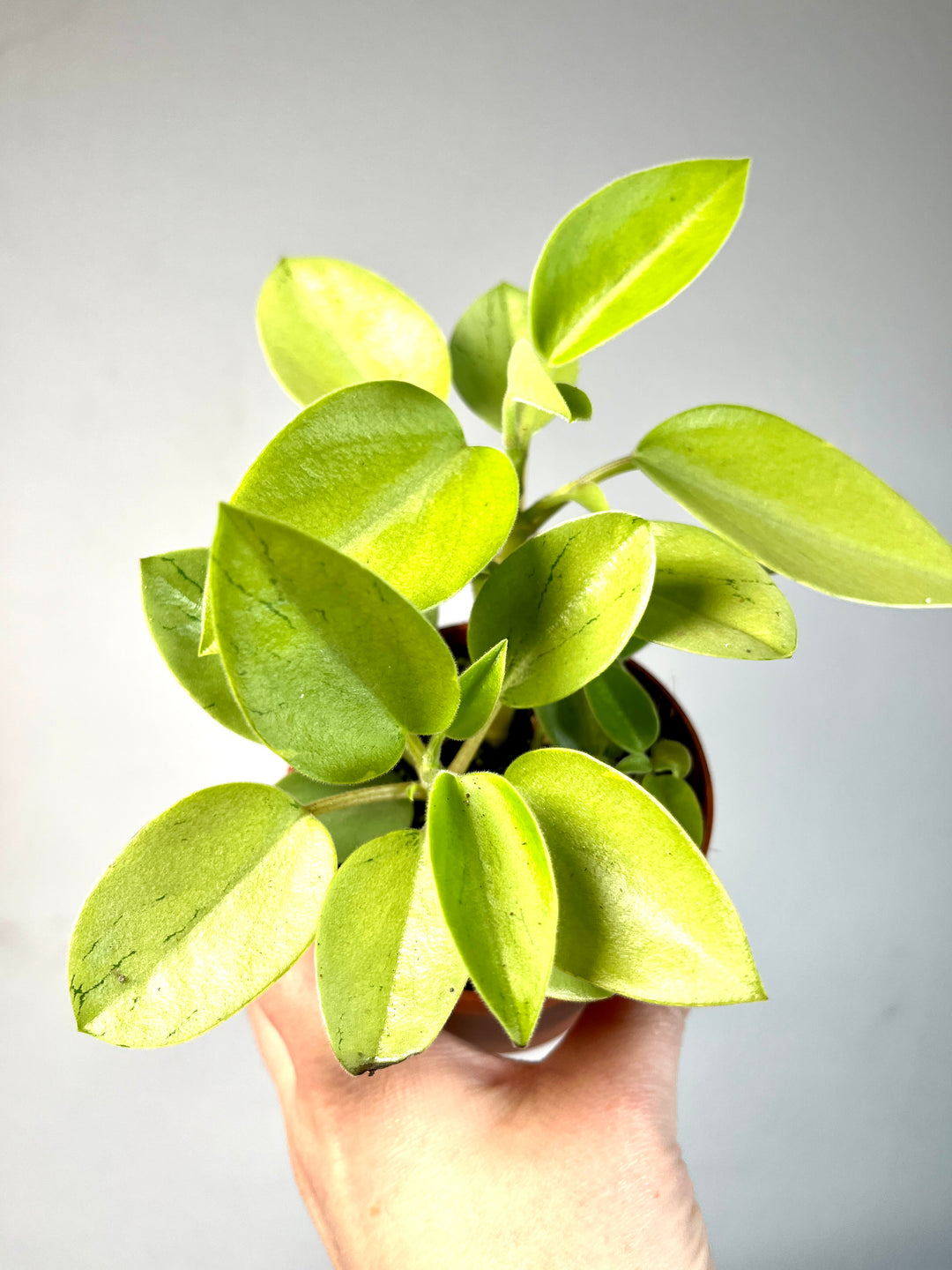 Peperomia Pixie Varigated