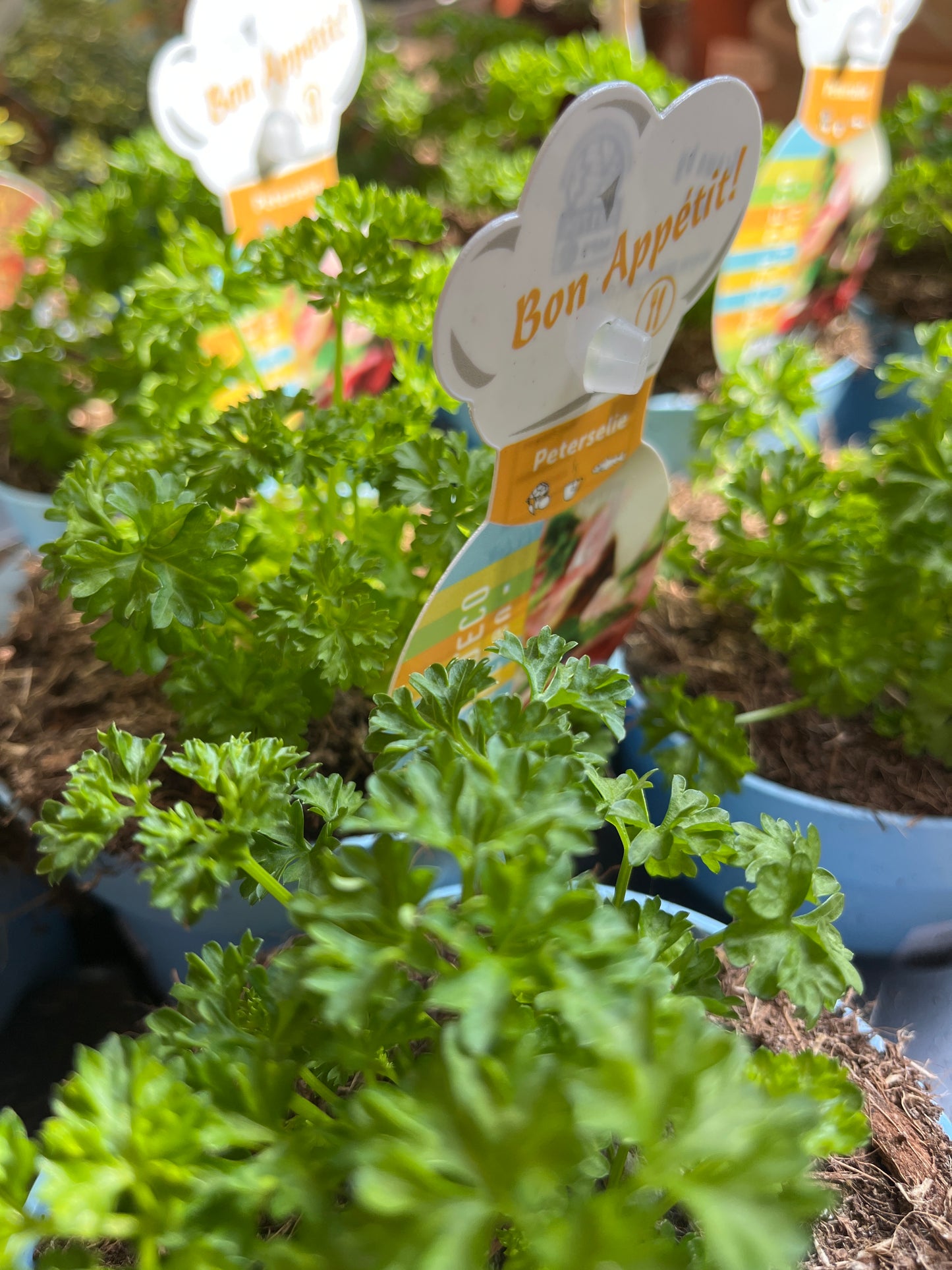 Petroselinum crispum- Parsley