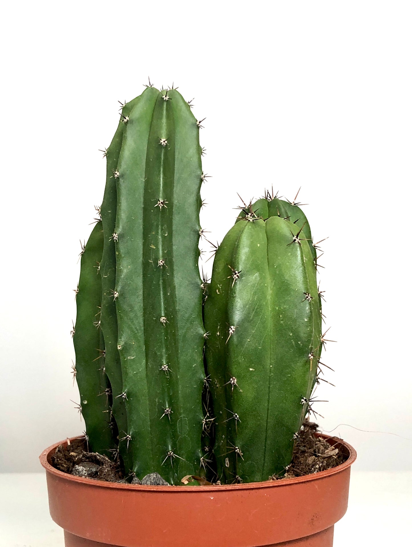 Cereus cacti Mix