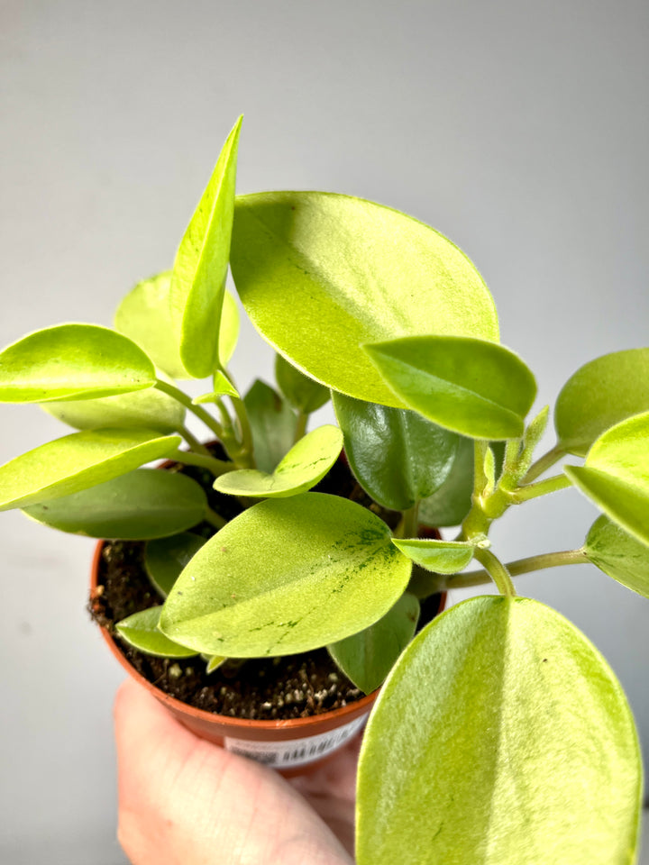 Peperomia Pixie Varigated