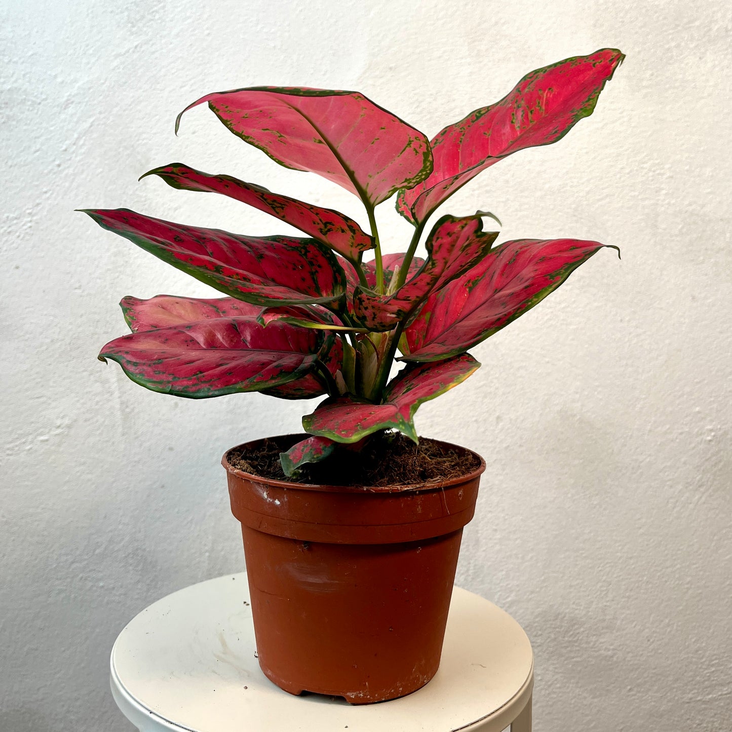 Aglaonema ‘Cherry Babe’