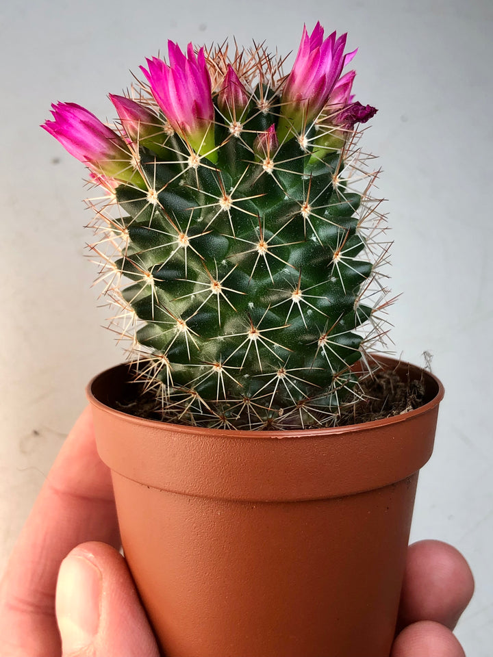 Mammillaria backebergiana ssp. ernestii