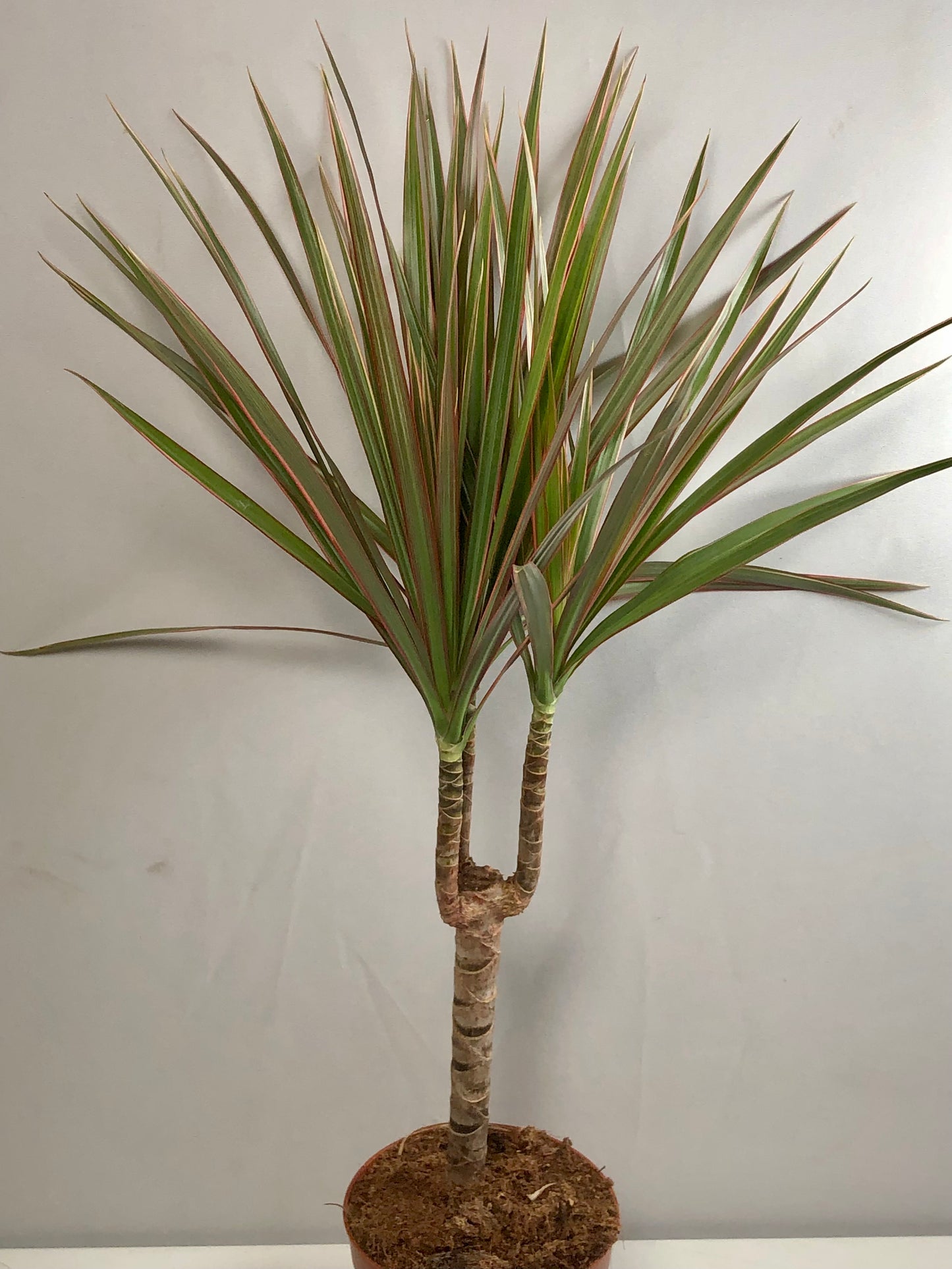 Dracaena Bicolor - Cane Dragon Tree