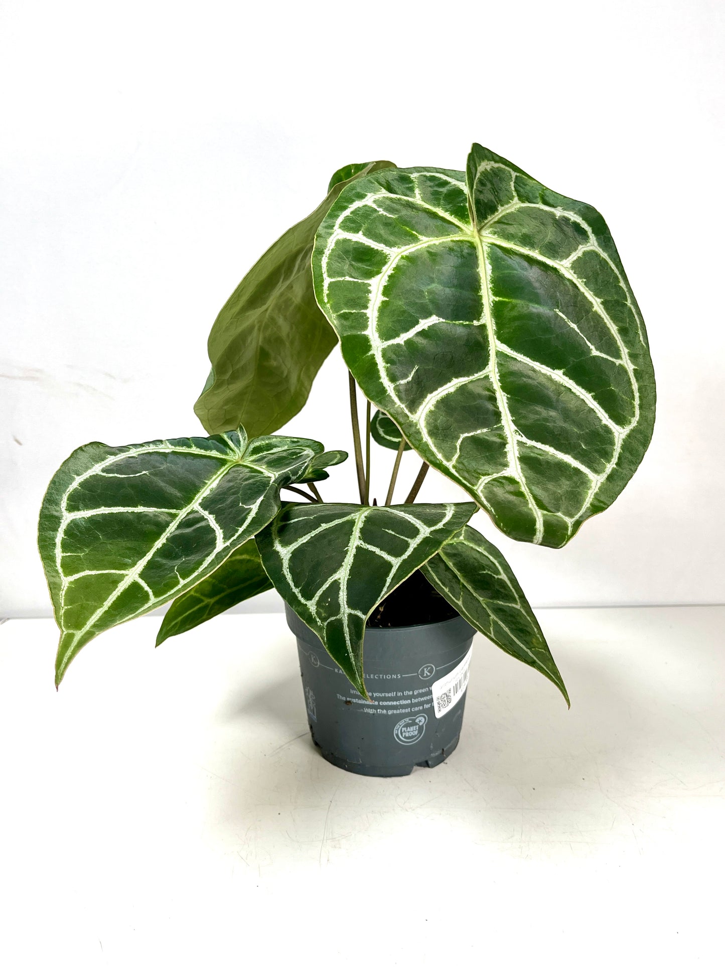 Anthurium Clarinervium