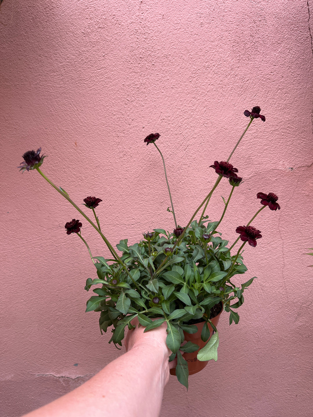 Cosmos ‘Chocamocha’ - Chocolate Cosmos