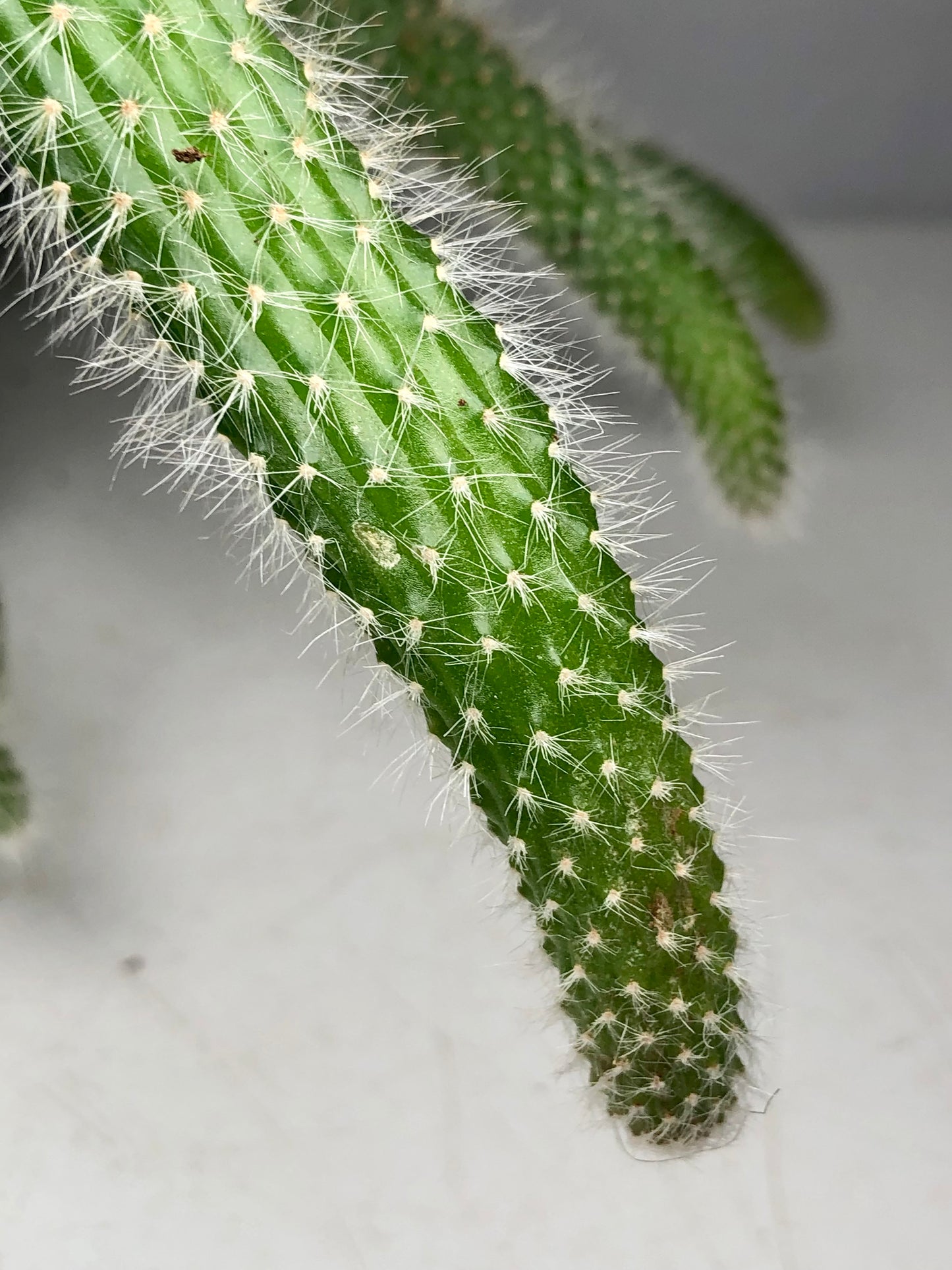 Hildewintera Colademonis or Cleistocactus Colademonis - Monkey tail Cactus