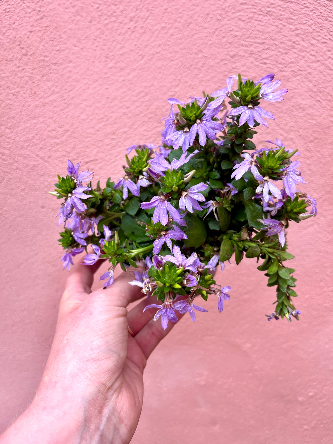 Scaevola Blue Touch - Fan flower