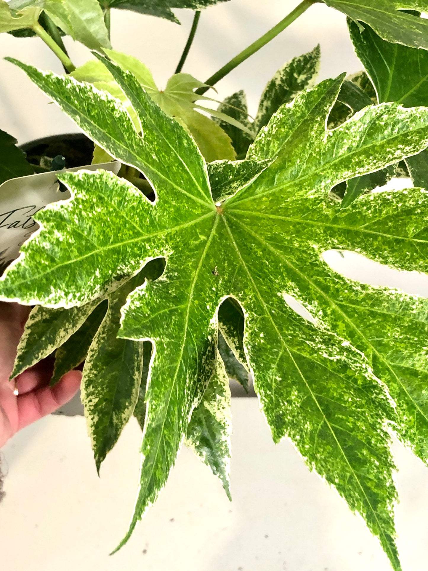 Fatsia Spider Web