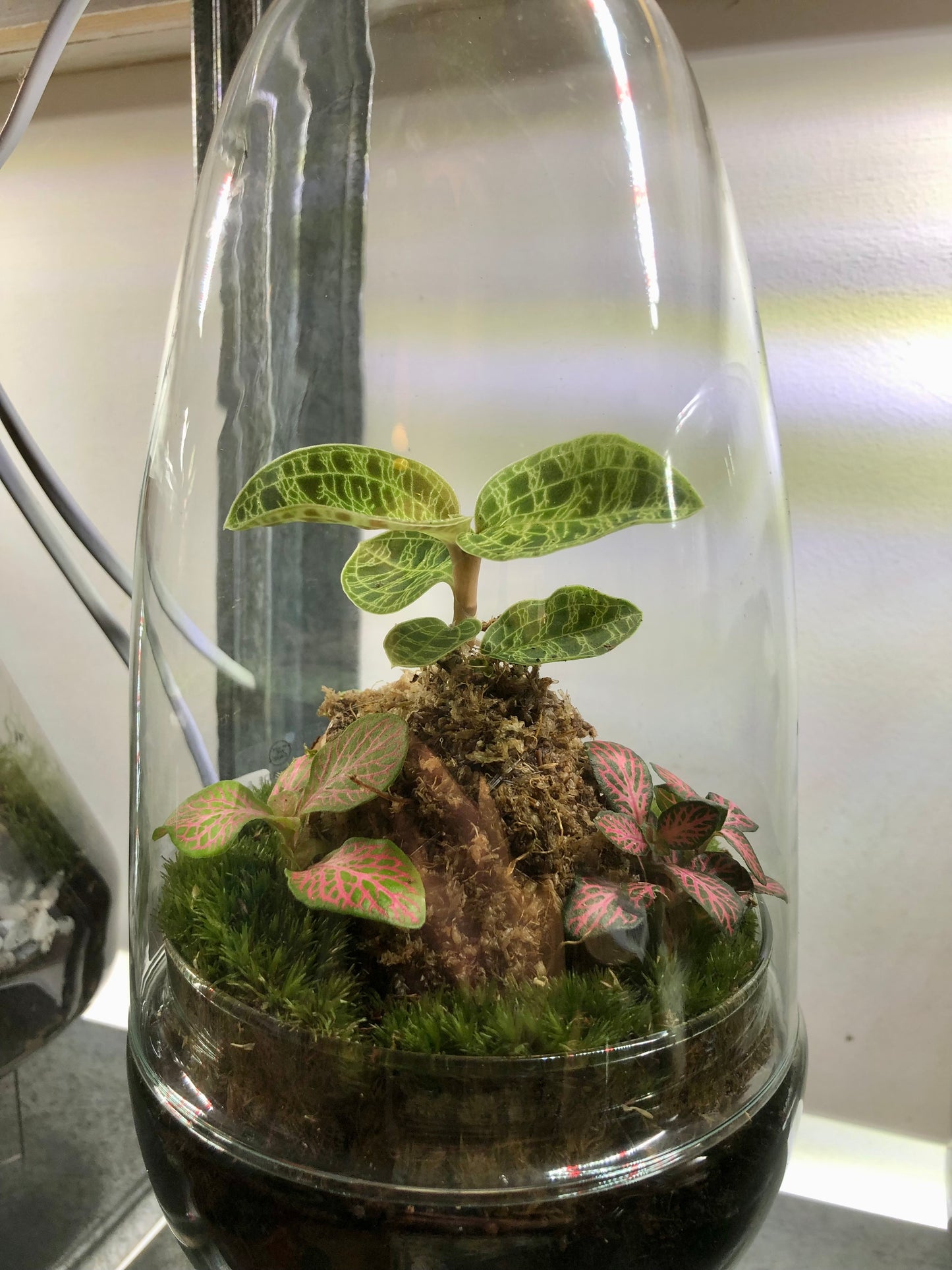 Glass Terrarium Phil Plant Studio Terrarium lucky dip