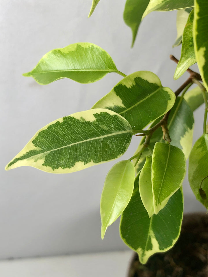 Ficus benjamina 'Bushy King'