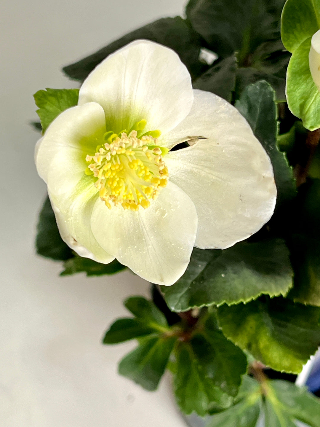 Helleborus niger Winter flower Christmas rose
