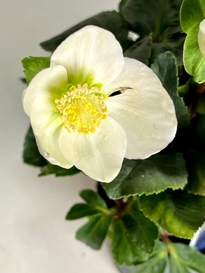 Helleborus niger Winter flower Christmas rose