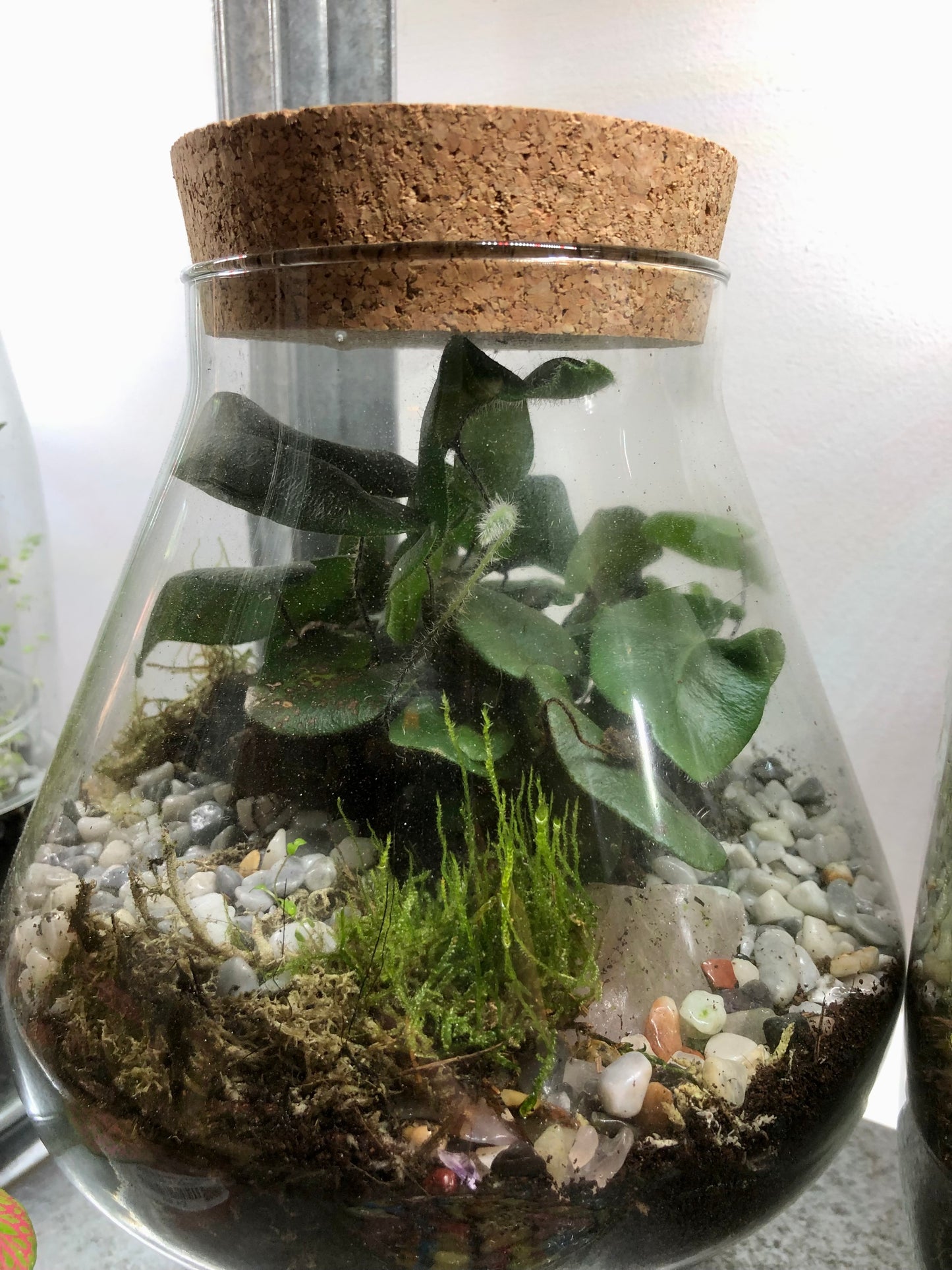 Beaker Plant Studio Terrarium lucky dip