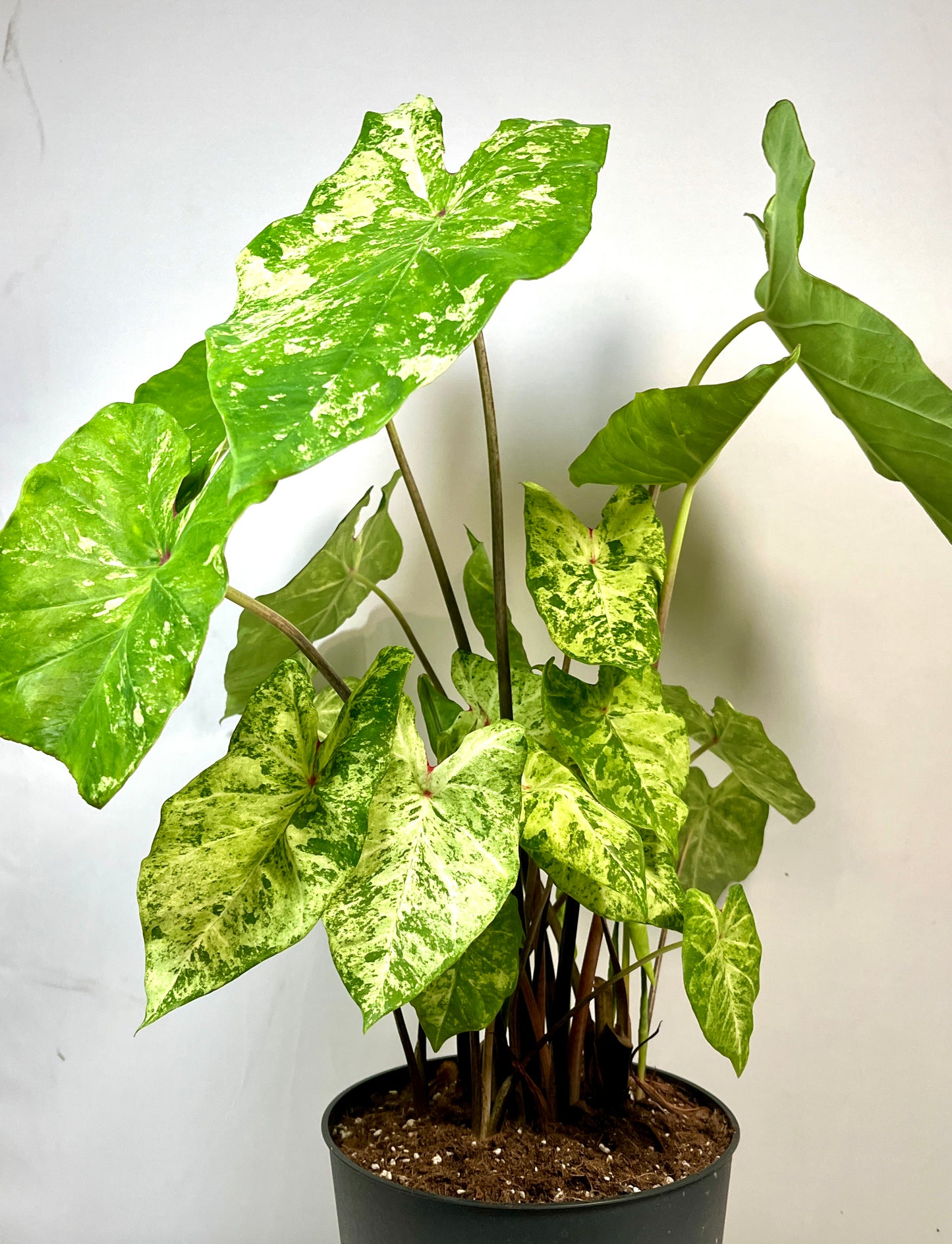 Caladium Frog in a blender