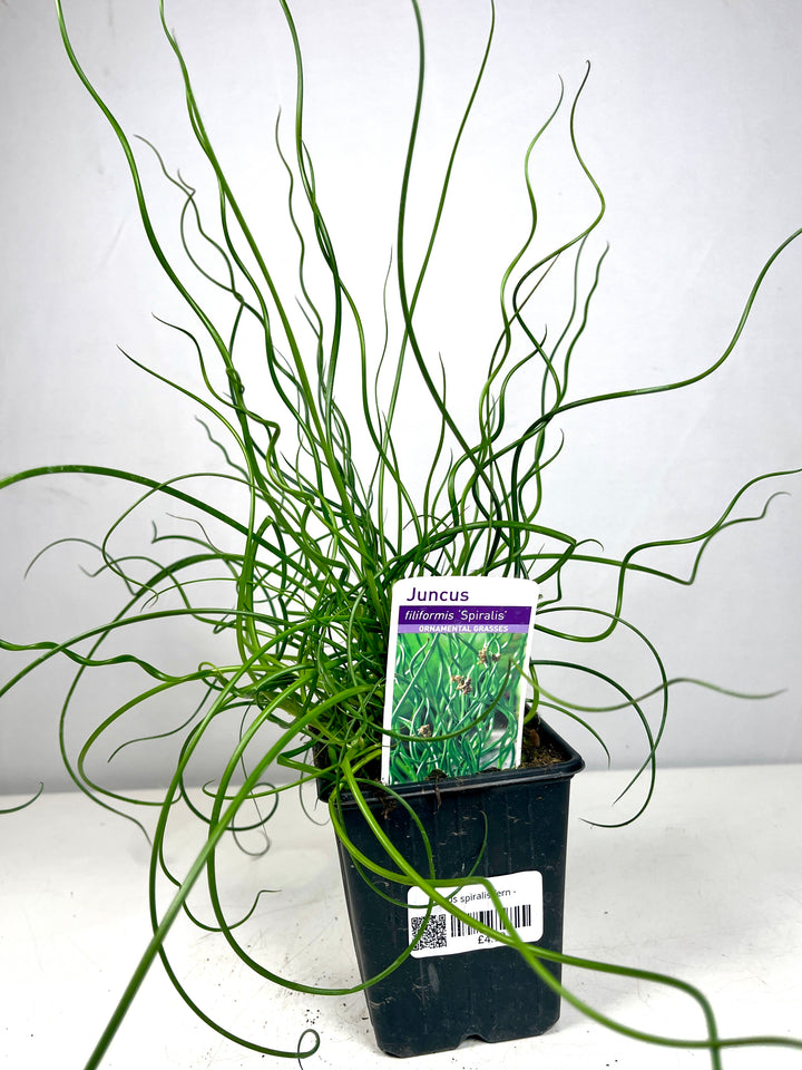 Juncus Spiralis Fern - corkscrew rush