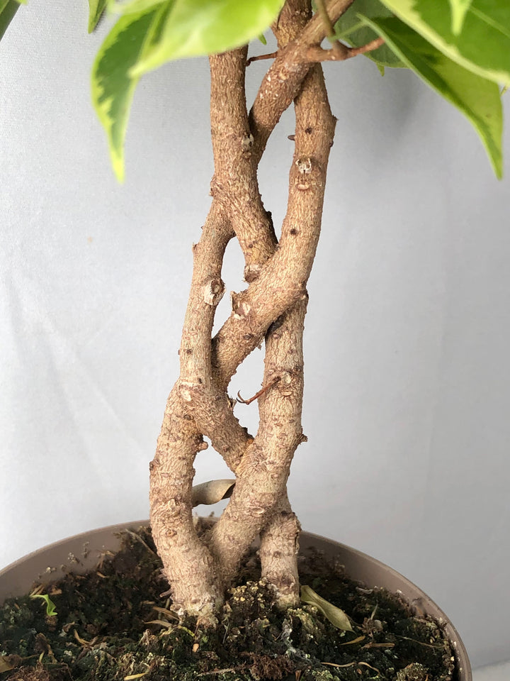 Ficus benjamina 'Bushy King'