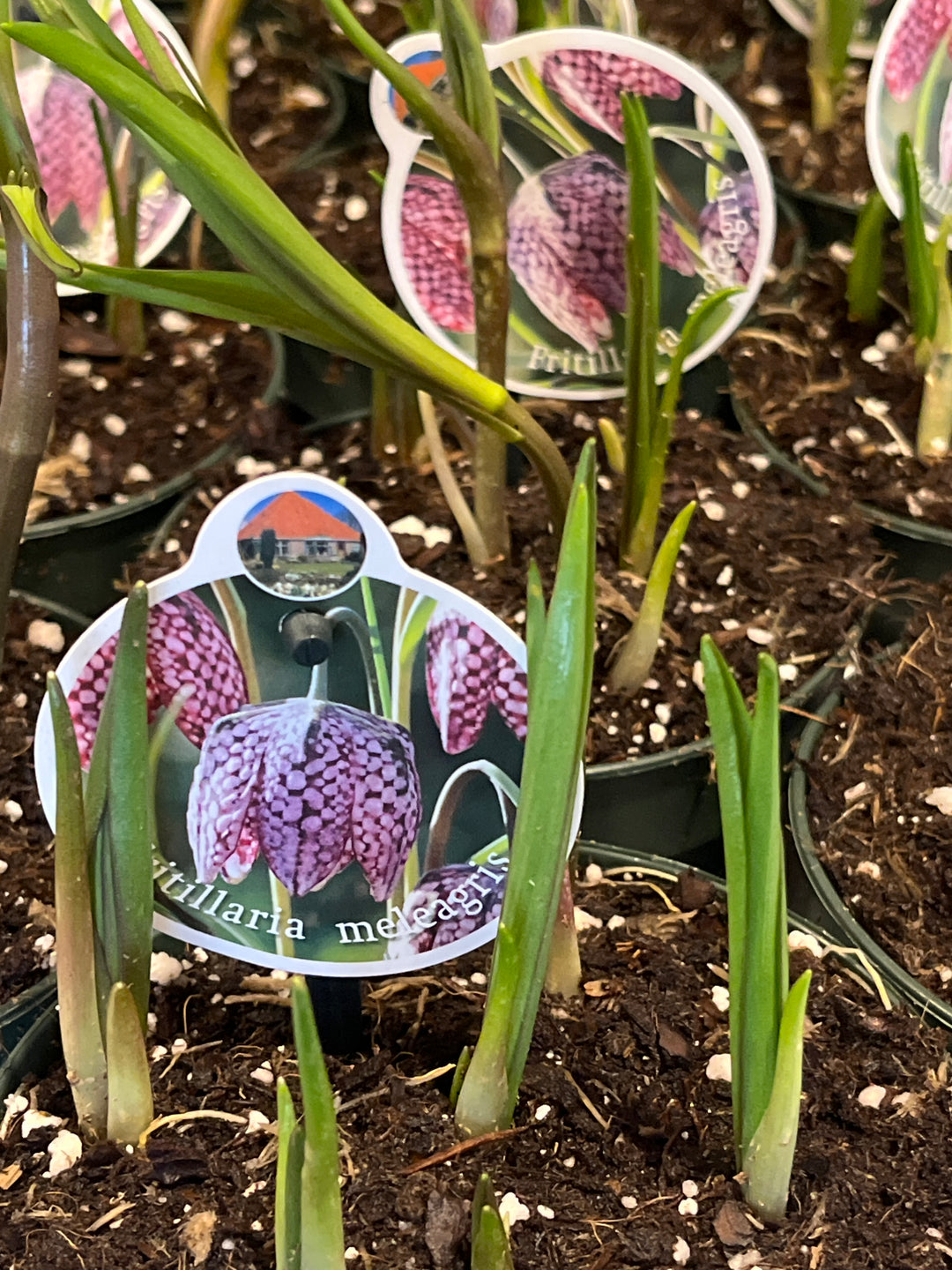 Fritillaria A Lucse Meleagris- snake's head fritillary