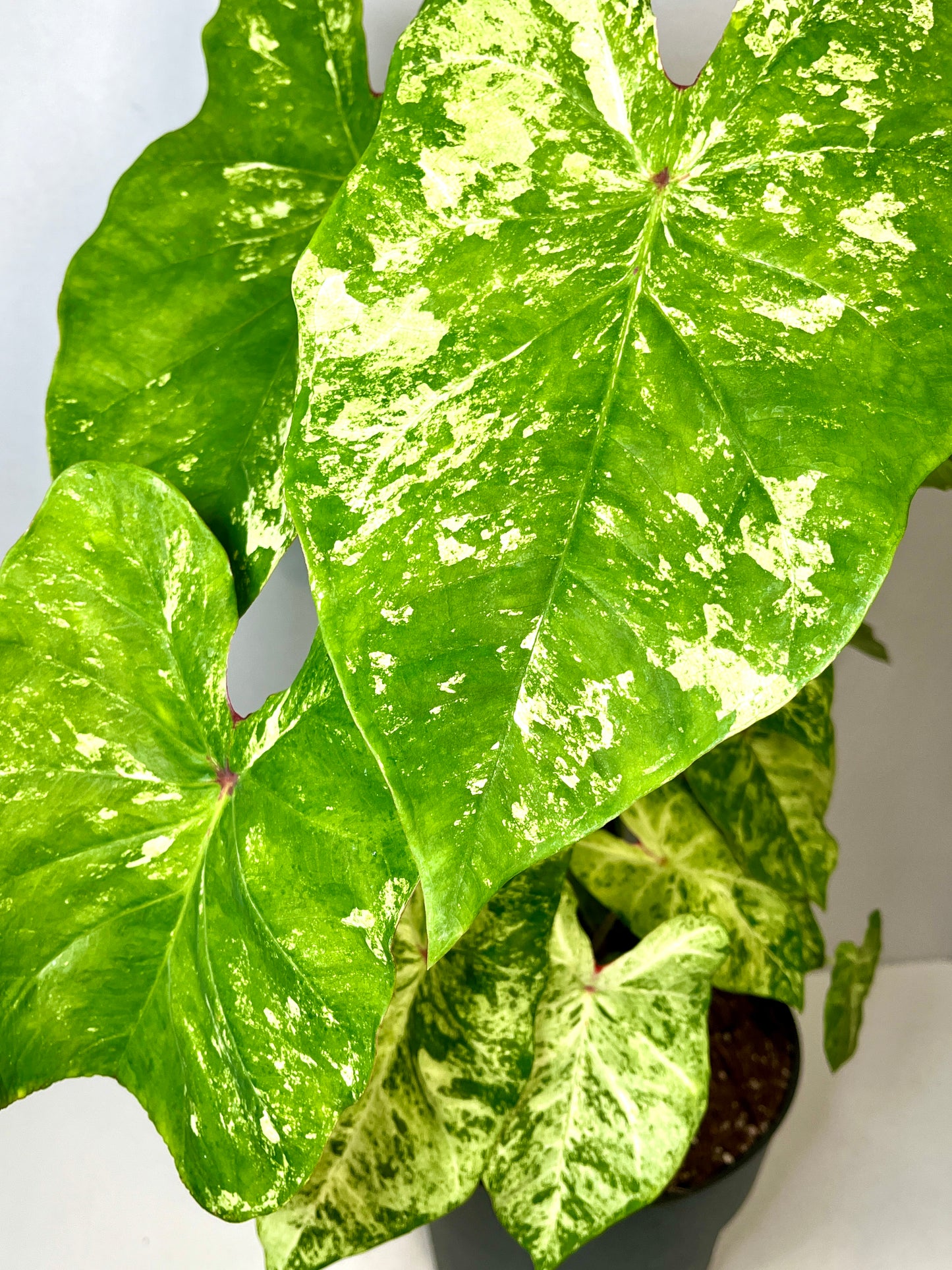 Caladium Frog in a blender