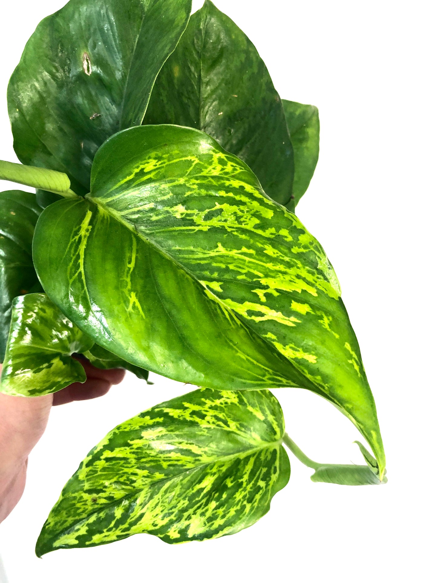 Epipremnum Marble Green Pothos