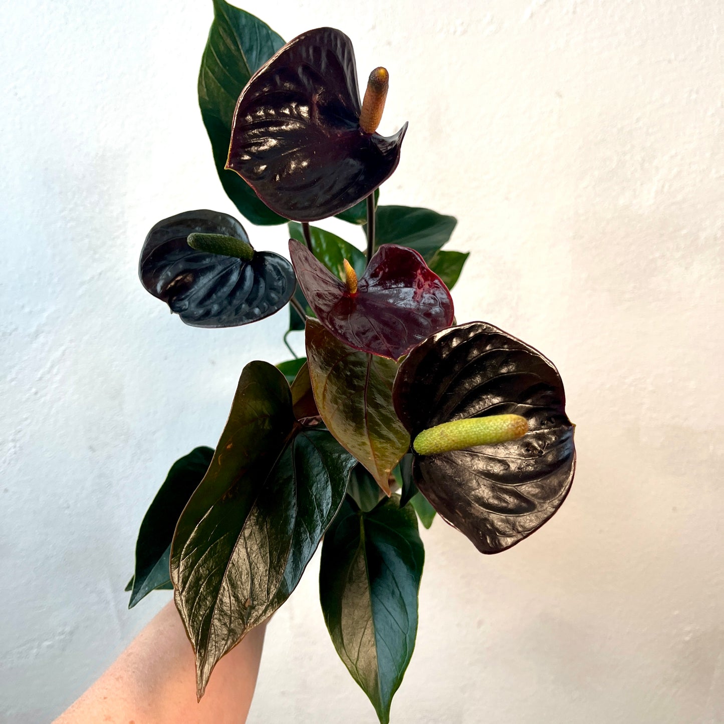 Anthurium 'Black Love' - Black Anthurium - Flamingo Flower