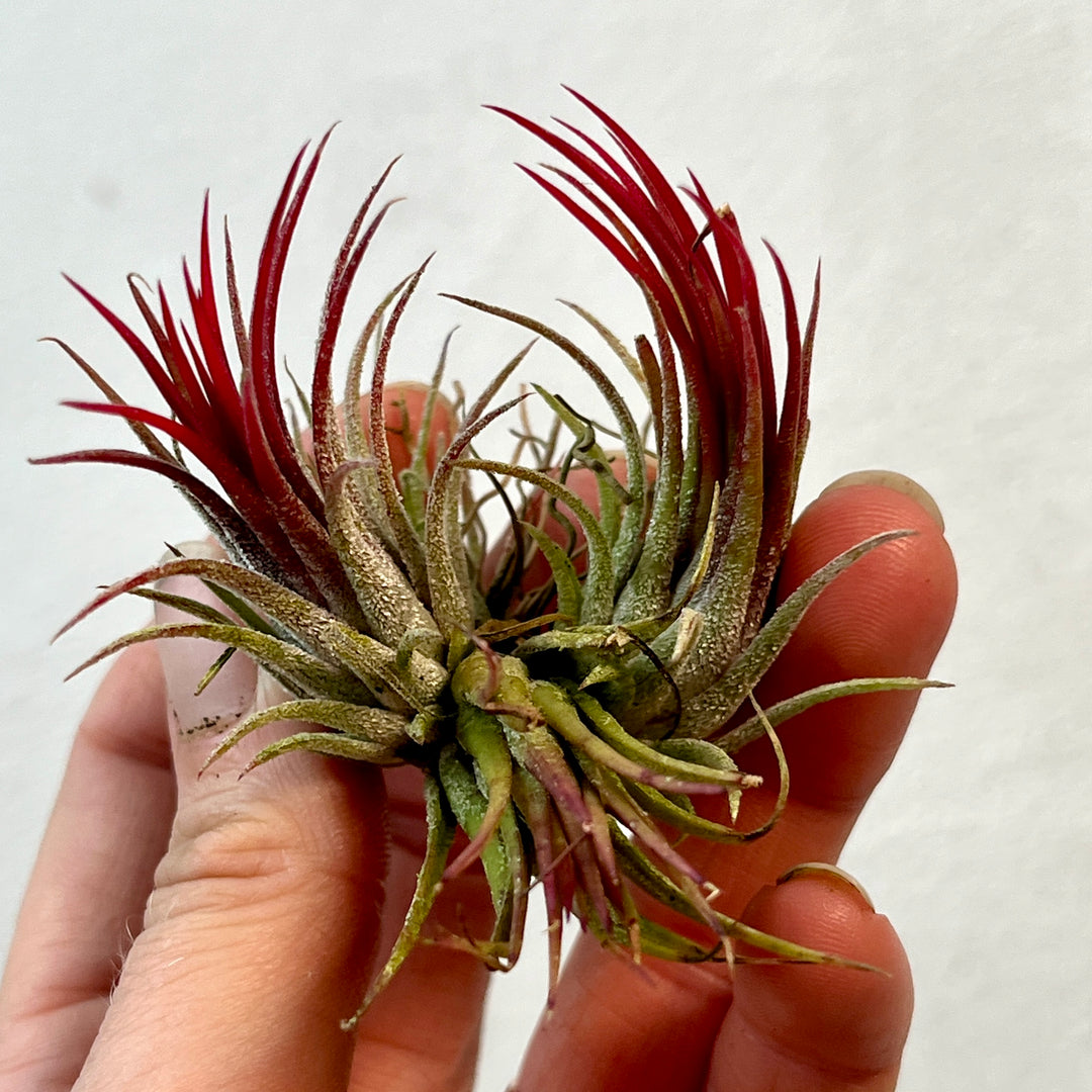 Tillandsia Lucky Dip – Mystery Air Plant Magic