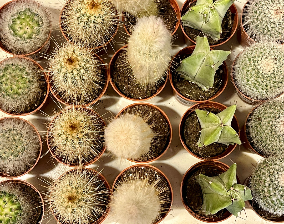 Mini Cactus Lucky Dip