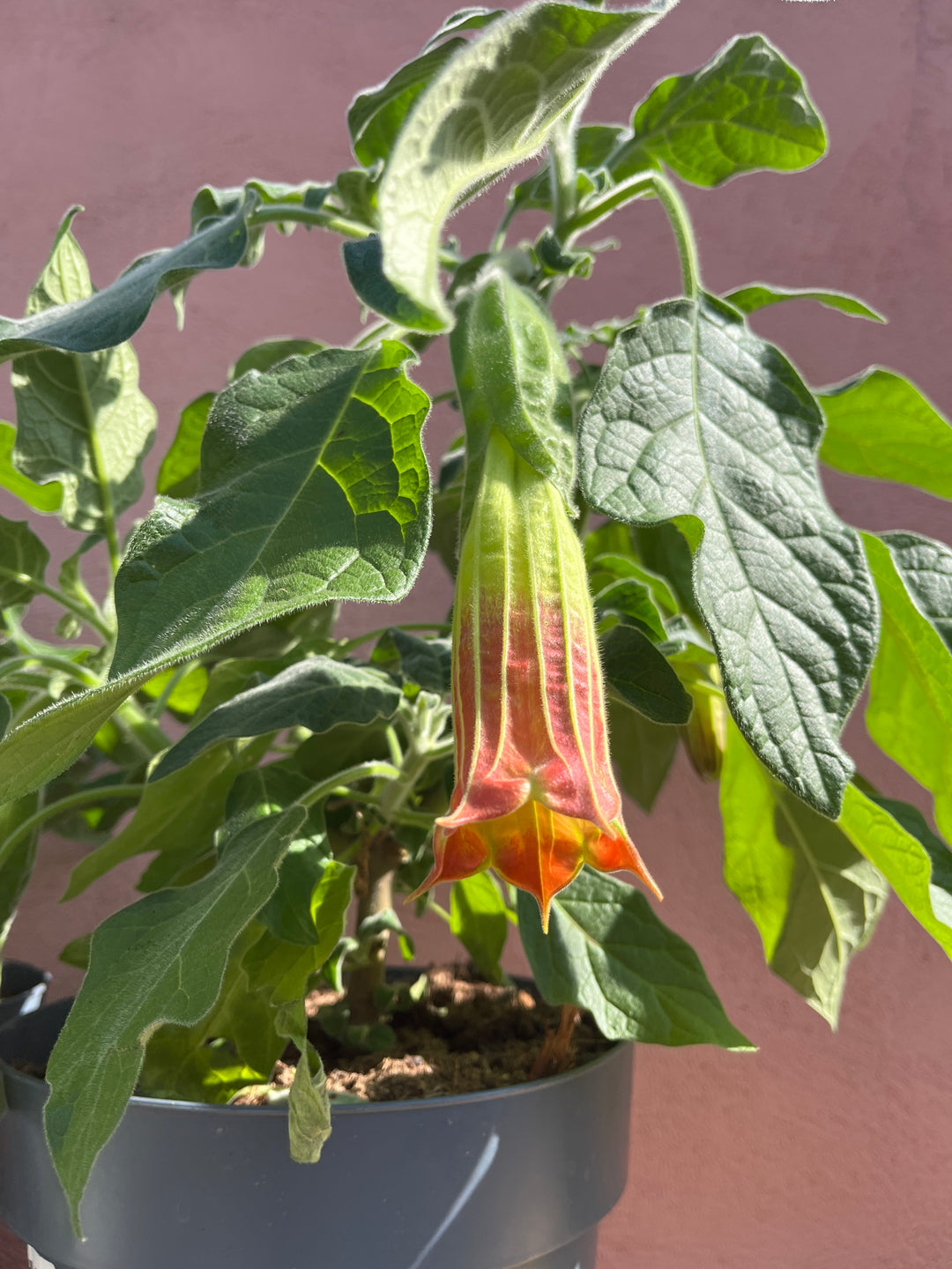 Brugmansia sanguinea - Red Angel's Trumpet.