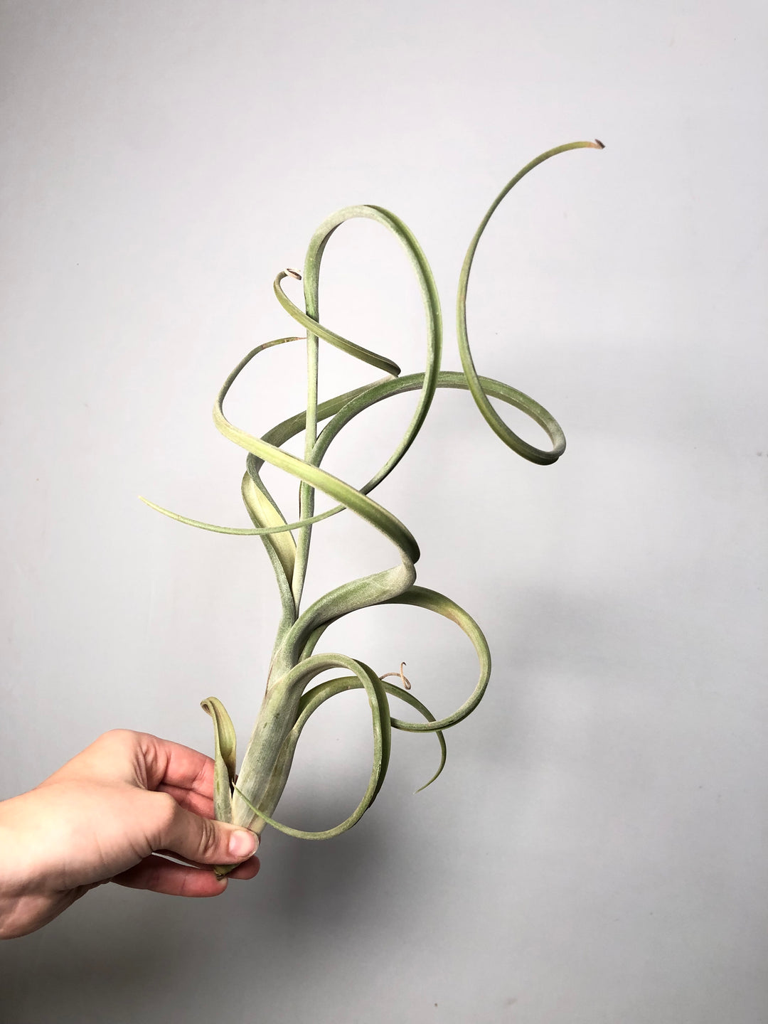 Tillandsia Intermedia Giant