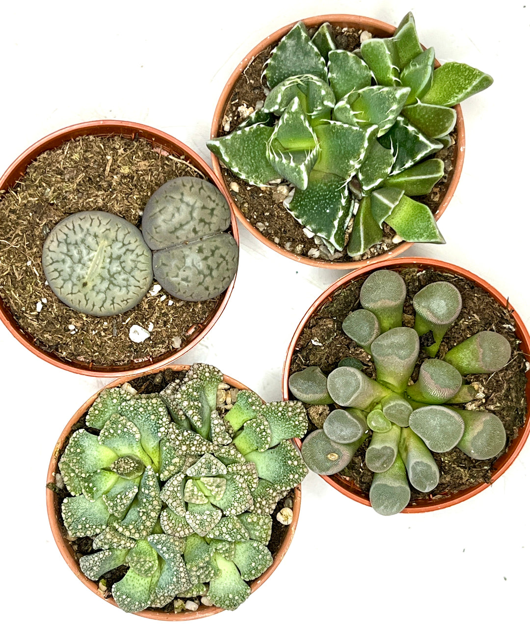 Lithops – Lucky Dip Living Stones