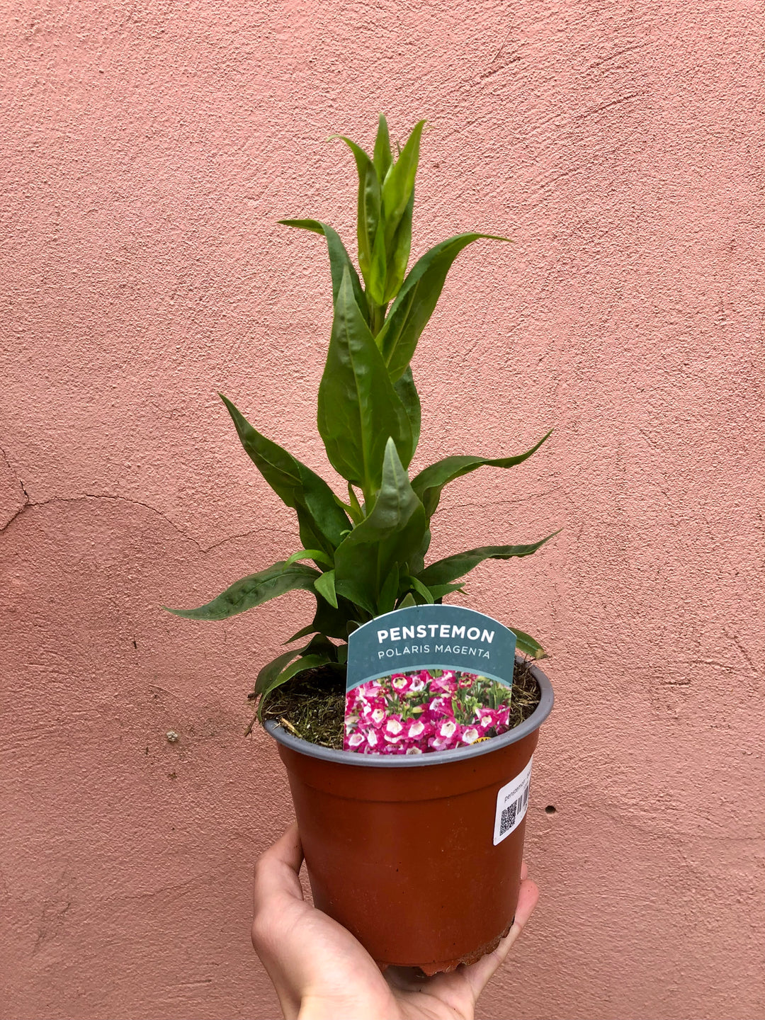 Penstemon - beardtongue