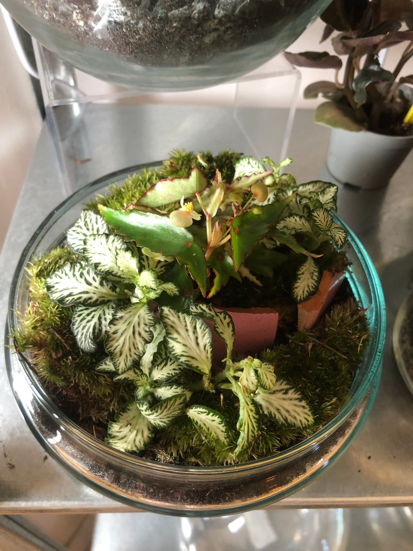Glass Bio-dome terrarium Lucky Dip