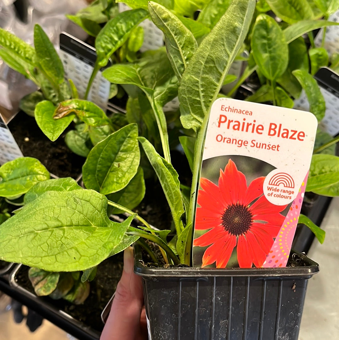 Echinacea Orange Sunset