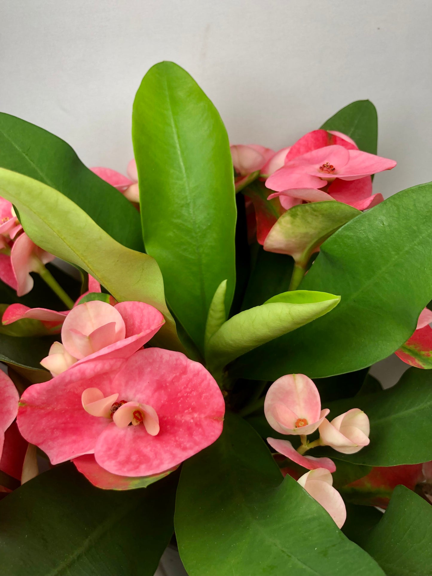 Euphorbia Milii Charlotte - Crown of thorns
