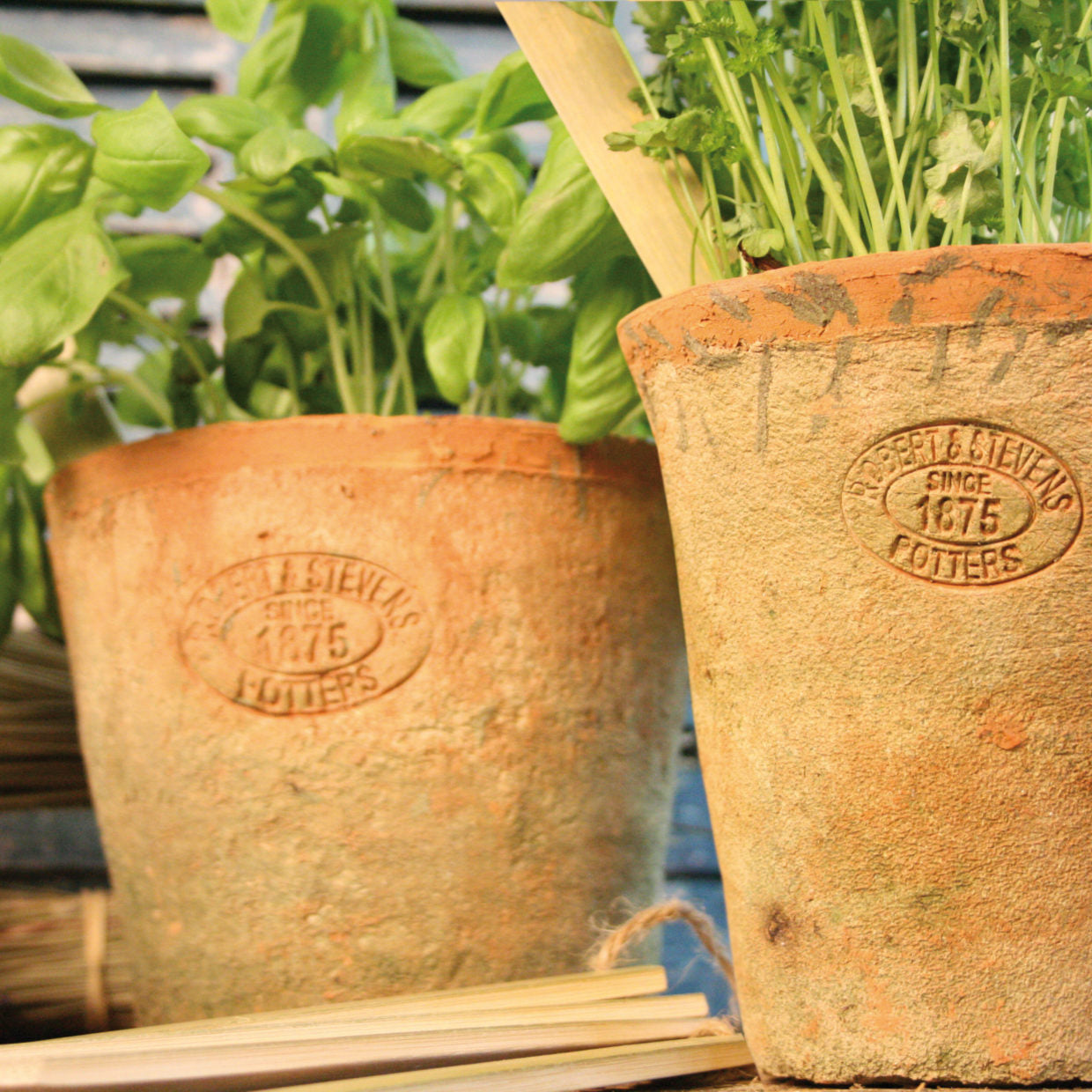 Aged Terracotta pots with drainage - Terra