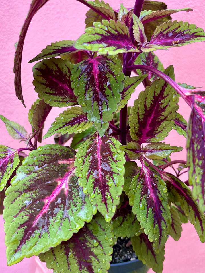 Plectranthus scutellarioides - Coleus 'Kong Rose'