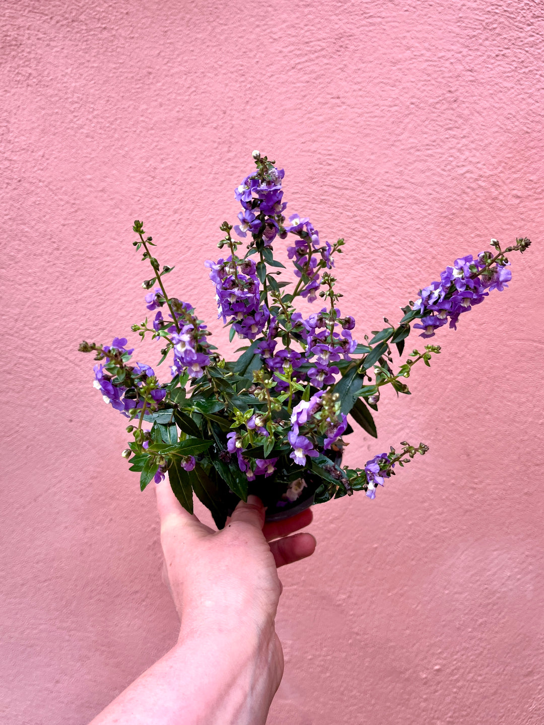 Angelonia angustifolia – Summer Snapdragon.