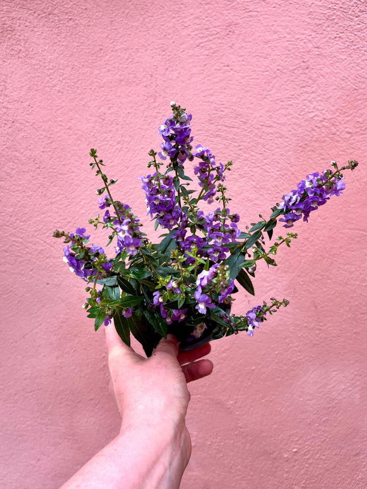 Angelonia angustifolia – Summer Snapdragon.