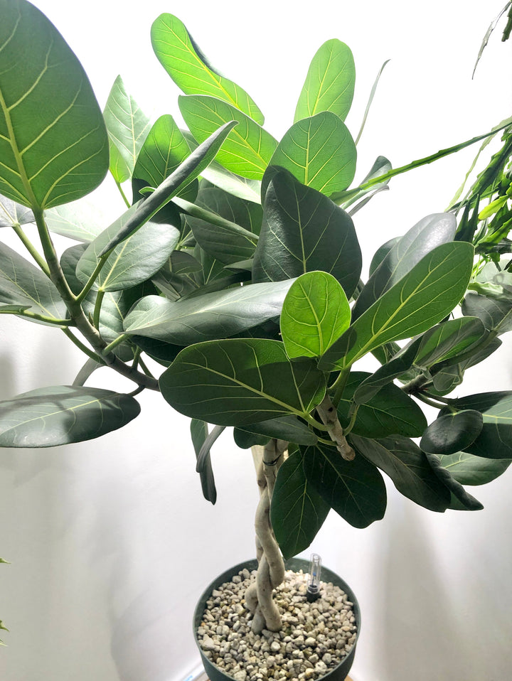 Ficus Altissima