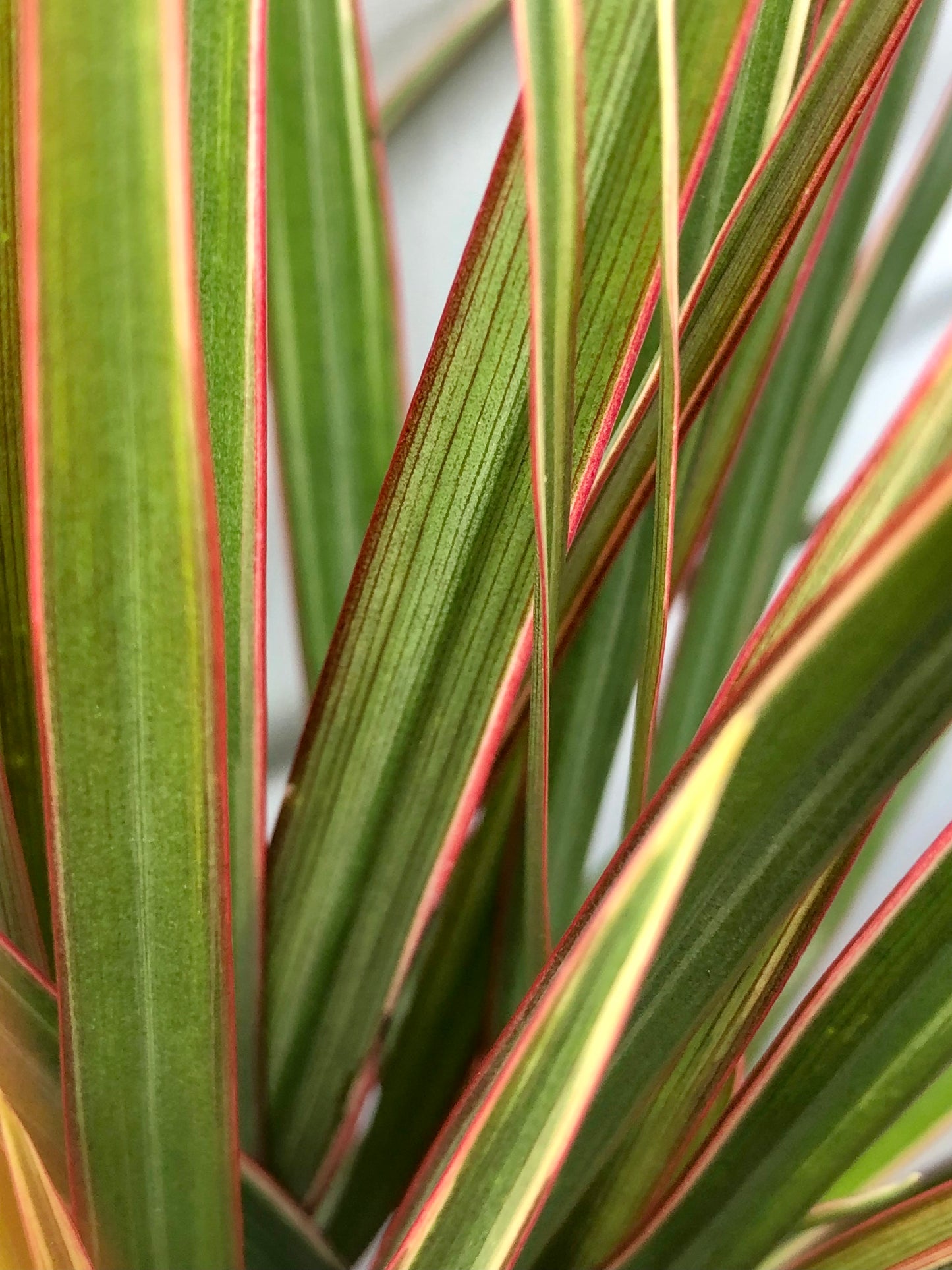 Dracaena Bicolor - Cane Dragon Tree