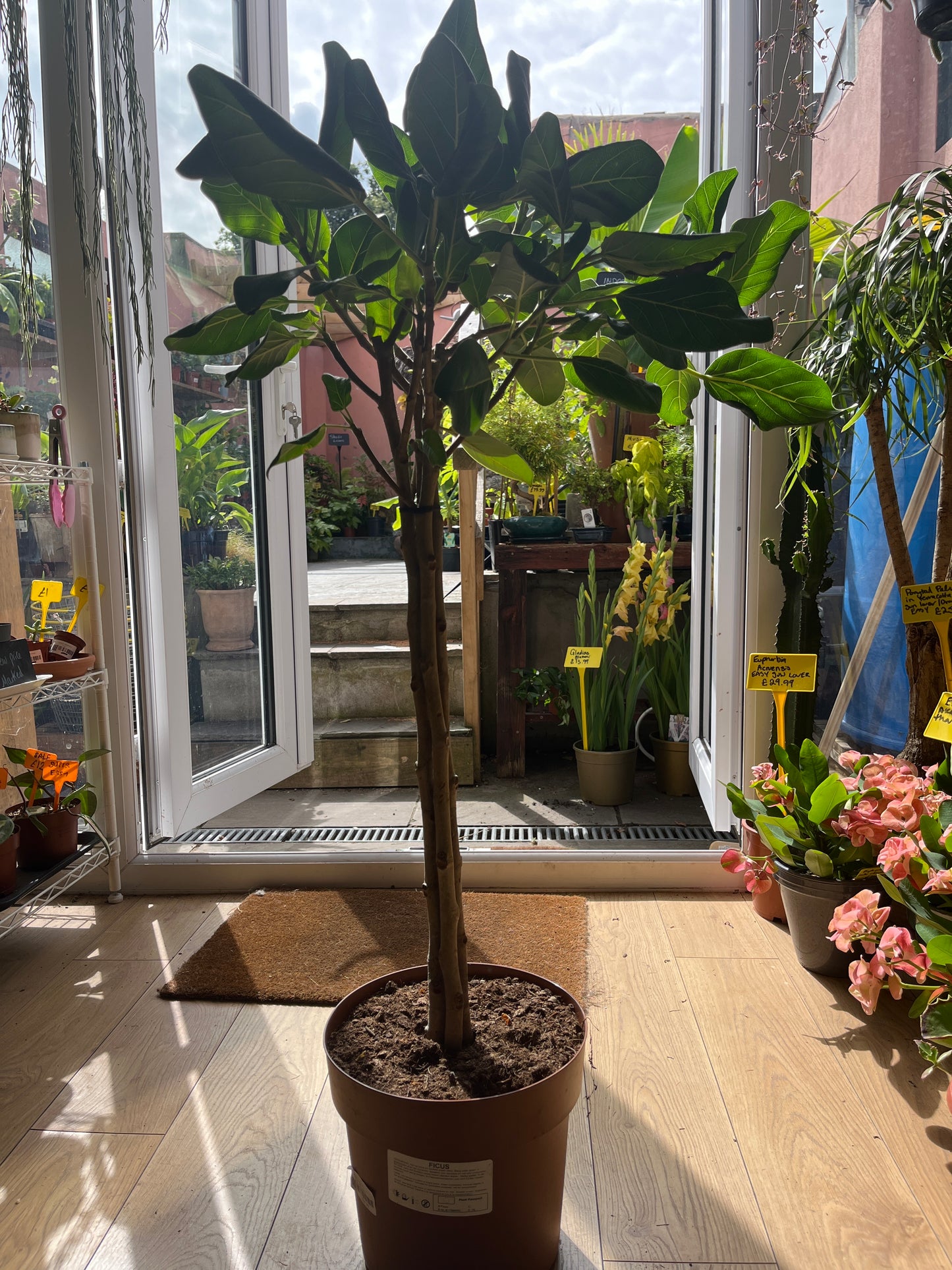 Ficus Benghalensis