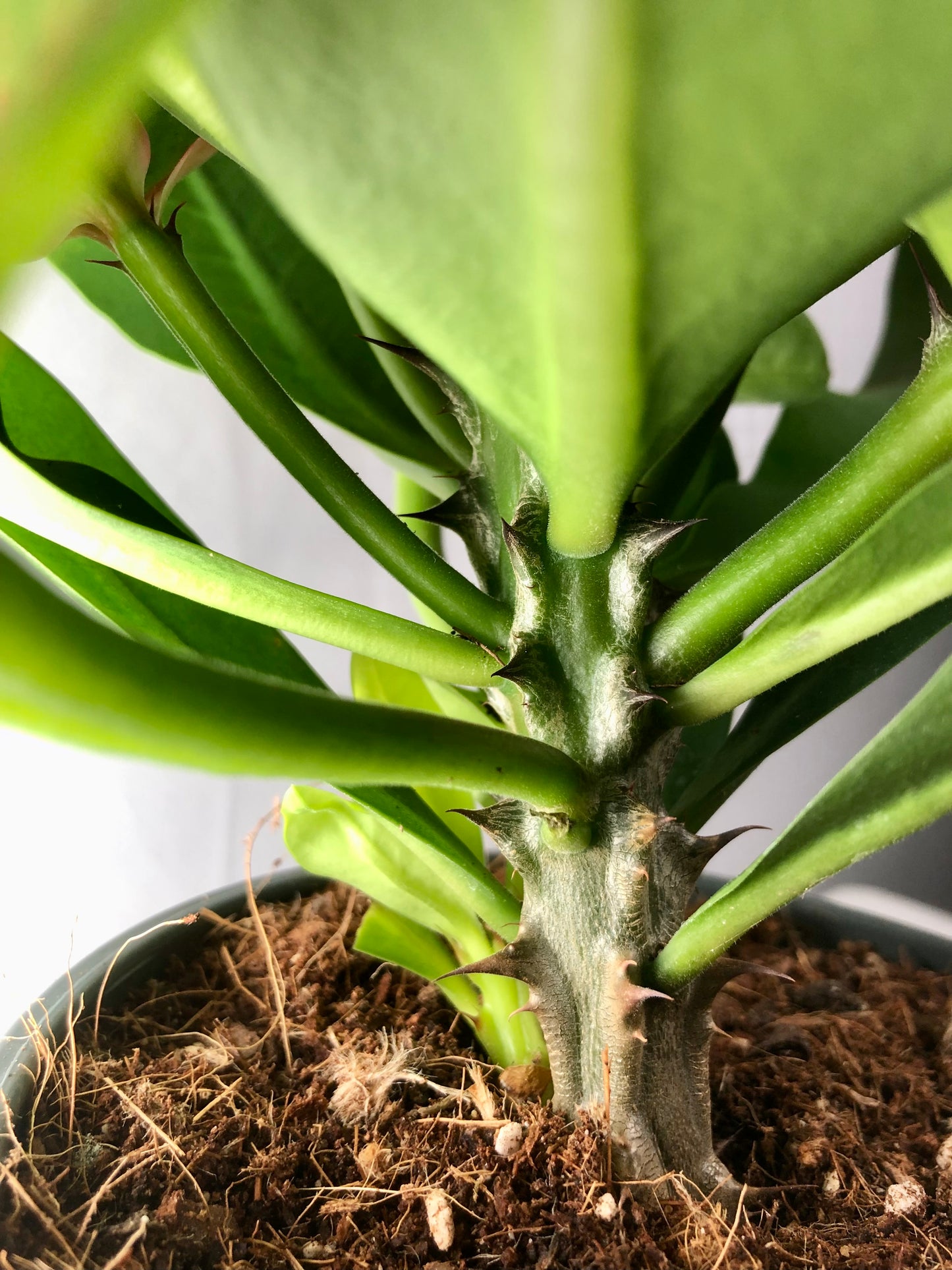 Euphorbia Milii Charlotte - Crown of thorns