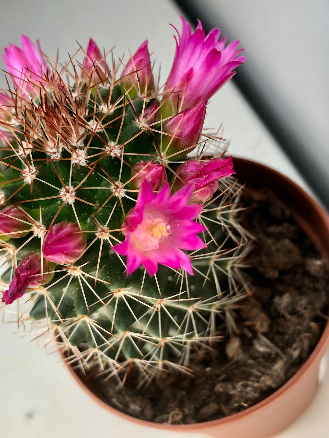 Mammillaria backebergiana ssp. ernestii