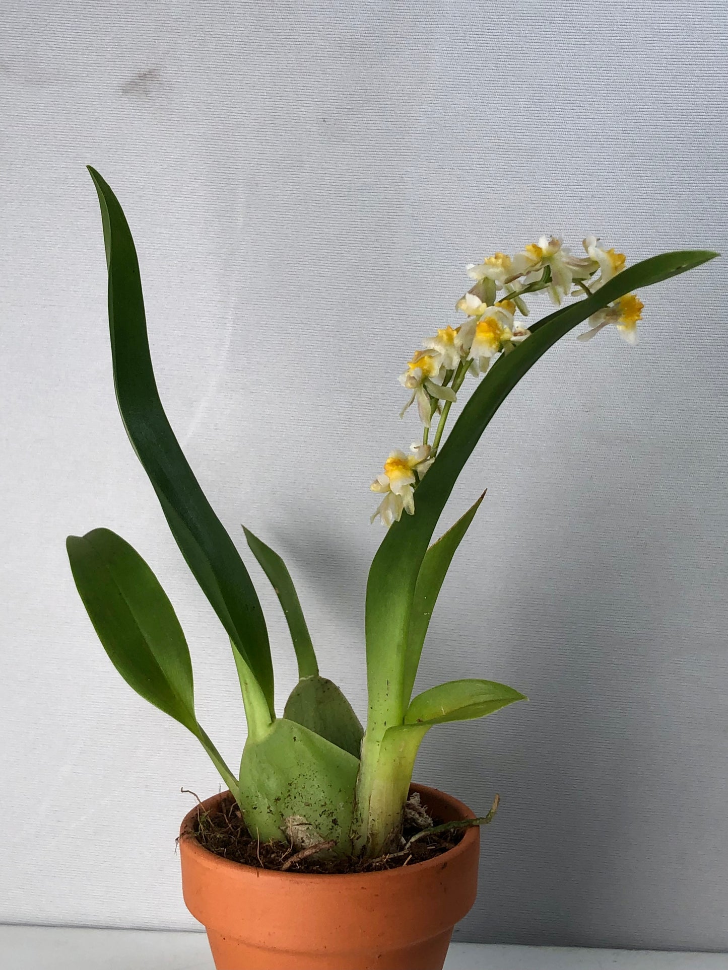 Oncidium mini mix in terracotta - Dancing lady orchid